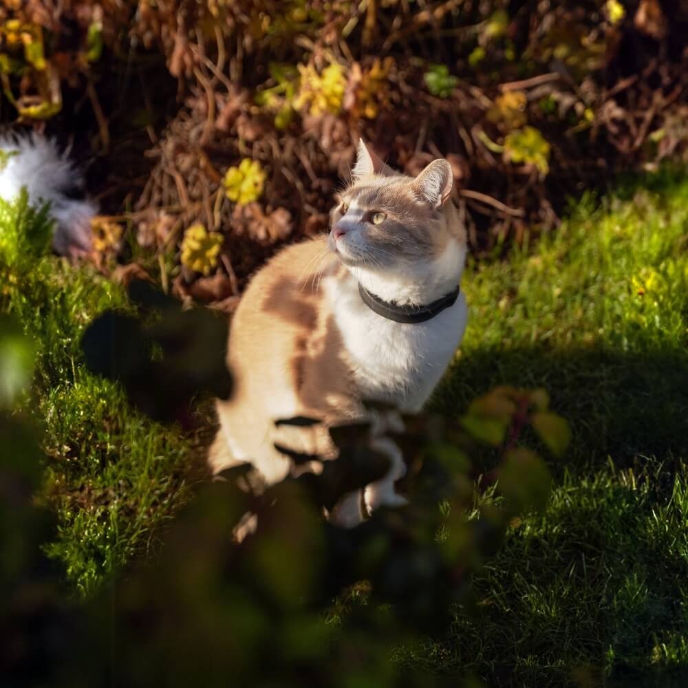Getigerte Katze mit Halsband im Abendlicht