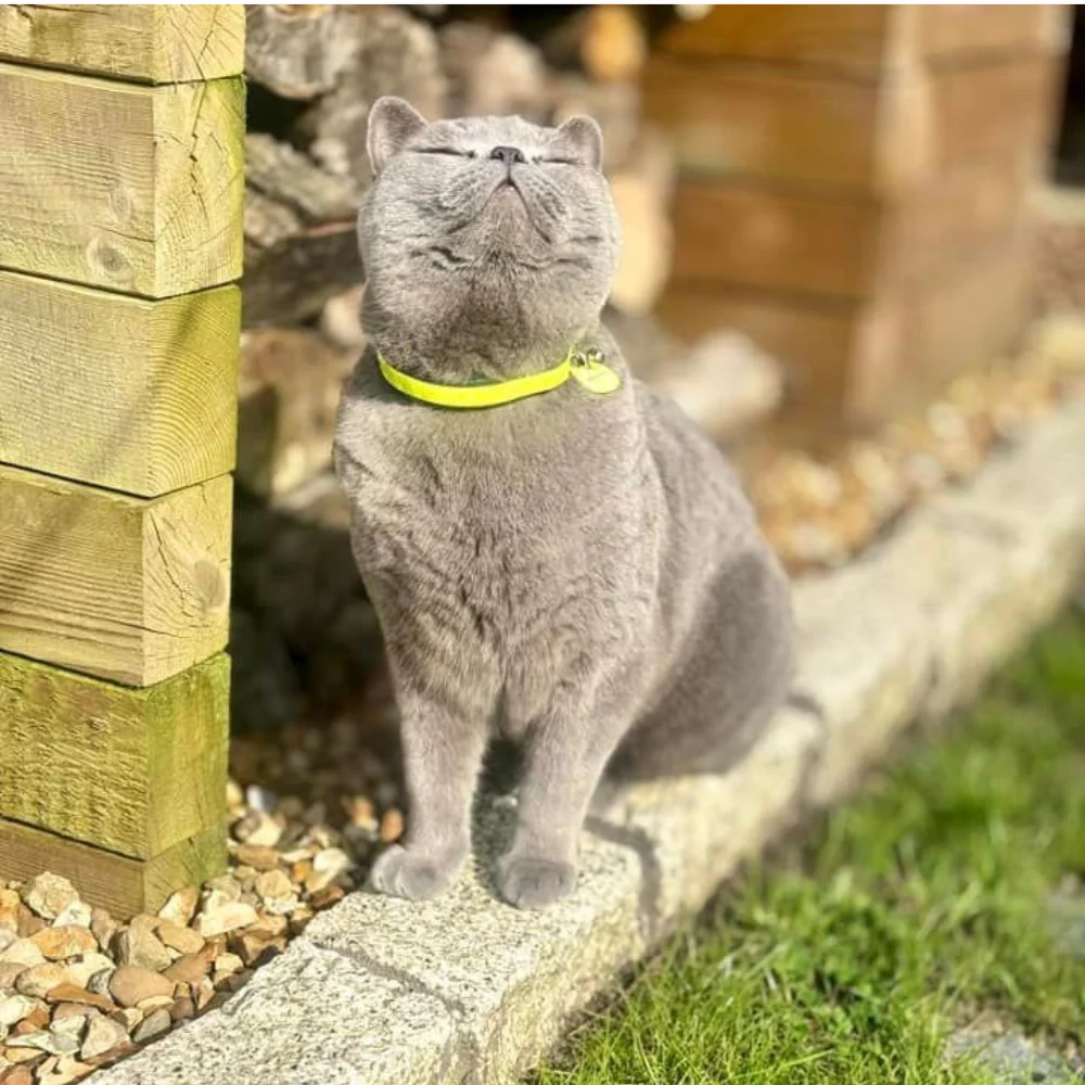 Graue Katze mit gelbem petTracer Halsband (Symbolbild)