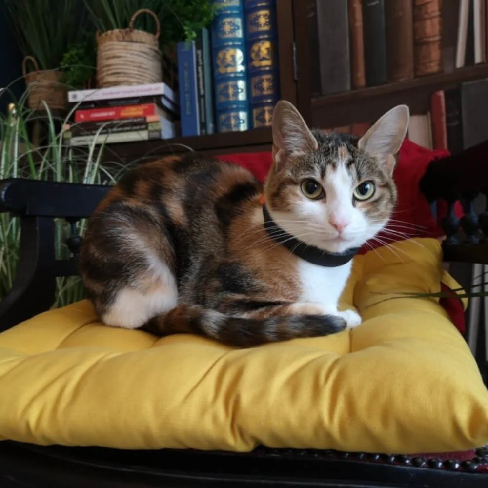Getigerte Katze auf gelbem Kissen