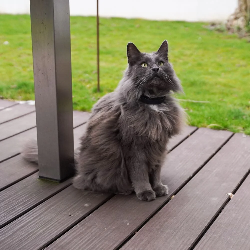 Graue Langhaarkatze mit petTracer Halsband auf einer Terrasse (Symbolbild)