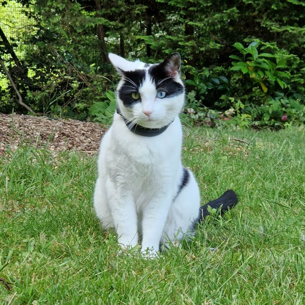 Schwarz-weisse Katze im Garten