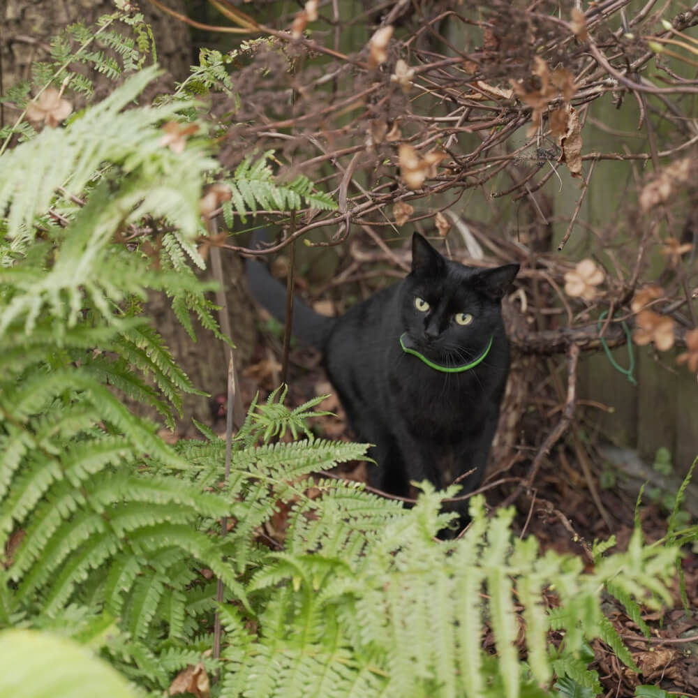 Schwarze Katze im Farn